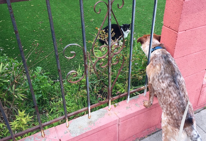 Esty meetingcatfence