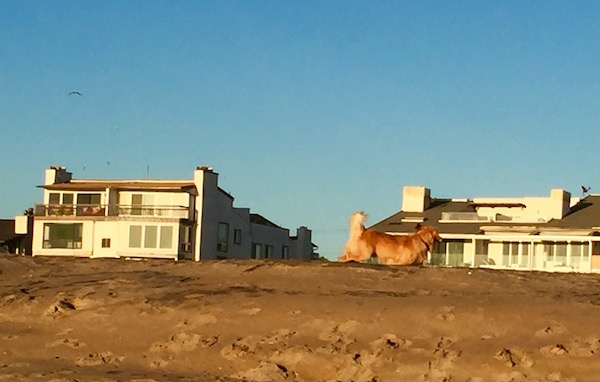 Dog on Beach